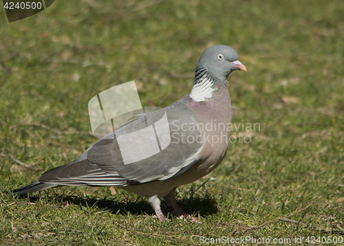 Image of Wood Pigeon