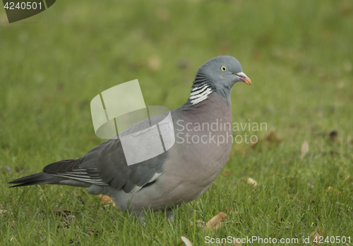 Image of Wood Pigeon