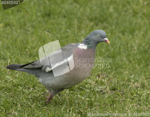 Image of Wood Pigeon