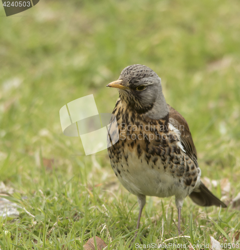 Image of fieldfare