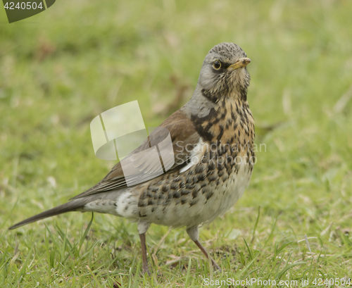 Image of fieldfare