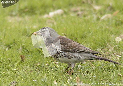 Image of fieldfare