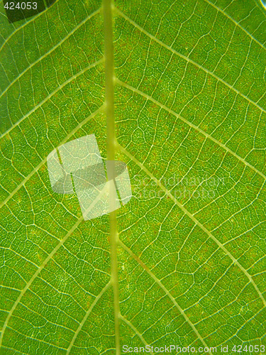 Image of Walnut leaf texture