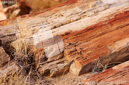 Image of Petrified-Forest-National-Park, Arizona, USA