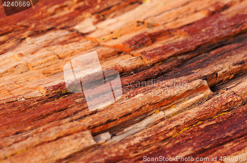 Image of Petrified-Forest-National-Park, Arizona, USA