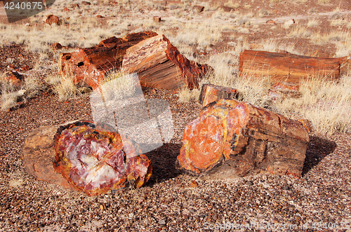 Image of Petrified-Forest-National-Park, Arizona, USA