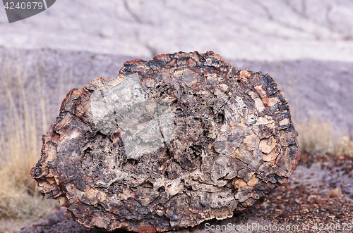 Image of Petrified-Forest-National-Park, Arizona, USA