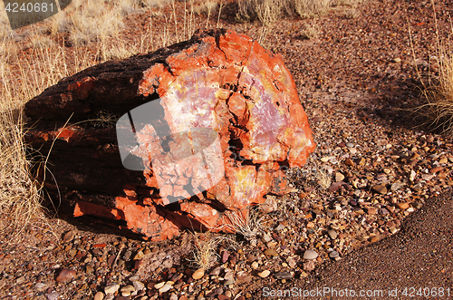 Image of Petrified-Forest-National-Park, Arizona, USA