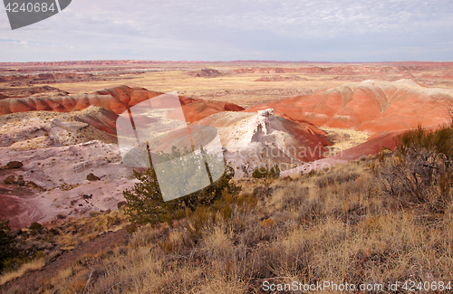 Image of Petrified-Forest-National-Park, Arizona, USA