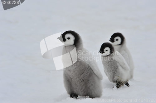 Image of Emperor Penguin chicks in Antarctica