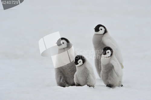 Image of Emperor Penguin chicks in Antarctica