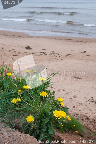 Image of Beach Dandelions