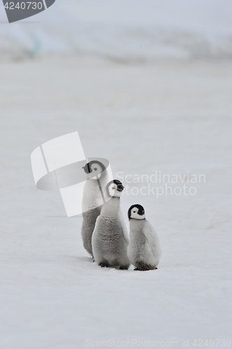 Image of Emperor Penguin chicks in Antarctica