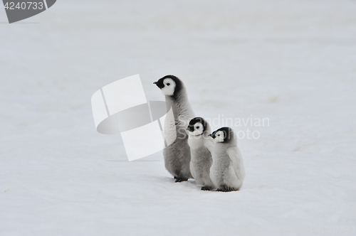 Image of Emperor Penguin chicks in Antarctica