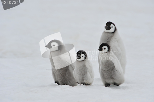 Image of Emperor Penguin chicks in Antarctica