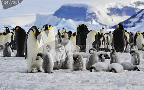 Image of Emperor Penguins with chicks