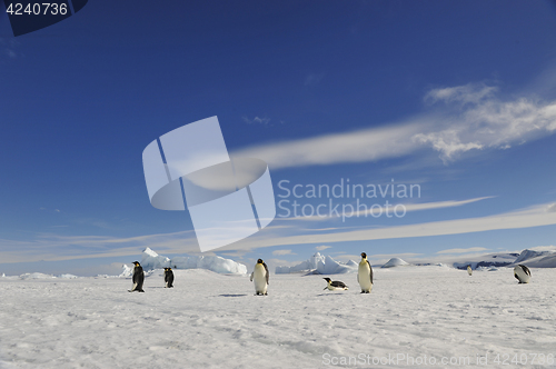 Image of Emperor Penguin on the snow