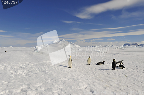 Image of Emperor Penguin on the snow