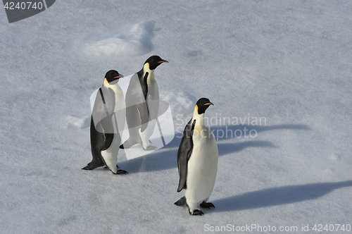 Image of Emperor Penguin on the snow