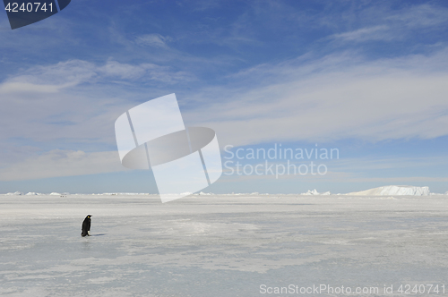 Image of Emperor Penguin on the snow