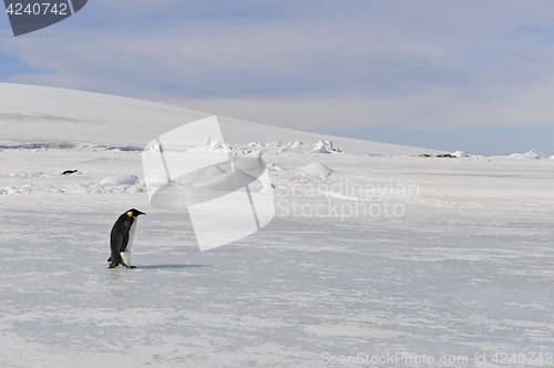 Image of Emperor Penguin on the snow