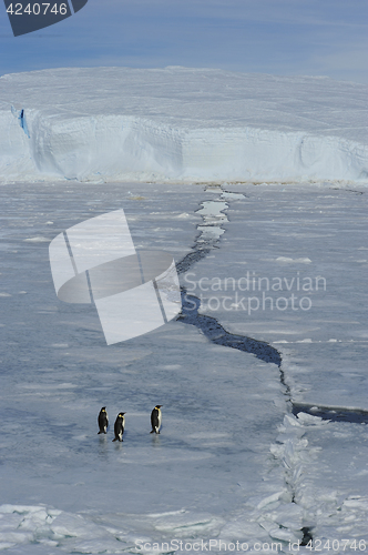 Image of Beautiful view of icebergs Snow Hill Antarctica