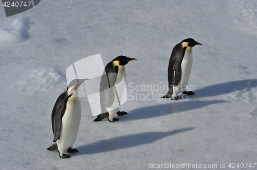 Image of Emperor Penguin on the snow