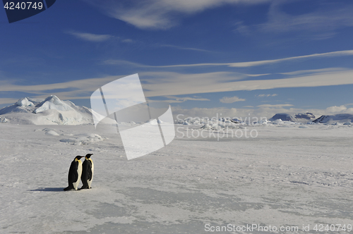 Image of Emperor Penguin on the snow