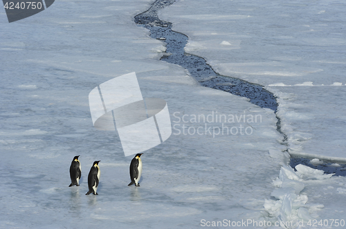 Image of Beautiful view of icebergs Snow Hill Antarctica