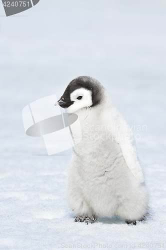 Image of Emperor Penguin chick