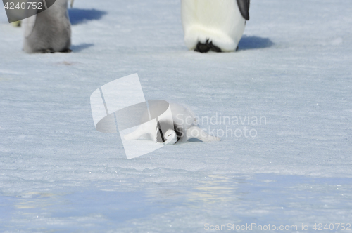 Image of Emperor Penguin chick