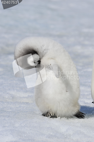 Image of Emperor Penguin chick