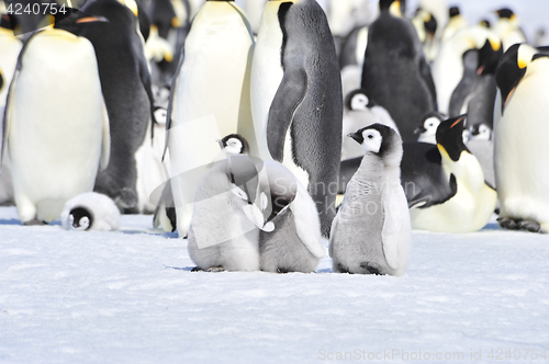 Image of Emperor Penguins with chicks