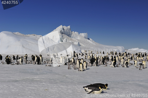 Image of Beautiful view of icebergs Snow Hill Antarctica