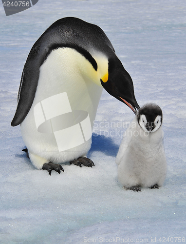 Image of Emperor Penguin with chick
