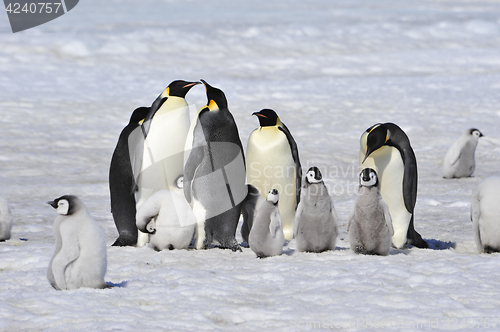 Image of Emperor Penguins with chick