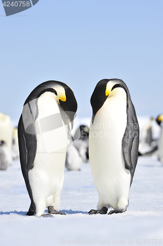 Image of Emperor Penguins with chicks