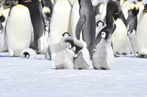 Image of Emperor Penguins with chicks