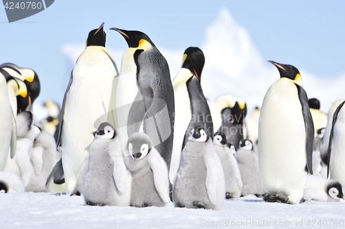 Image of Emperor Penguins with chicks