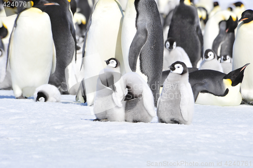 Image of Emperor Penguins with chicks