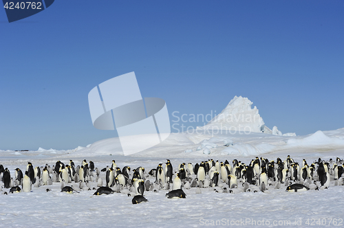 Image of Emperor Penguins with chick