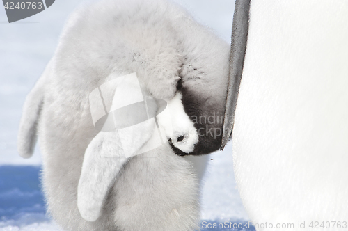 Image of Emperor Penguin chick