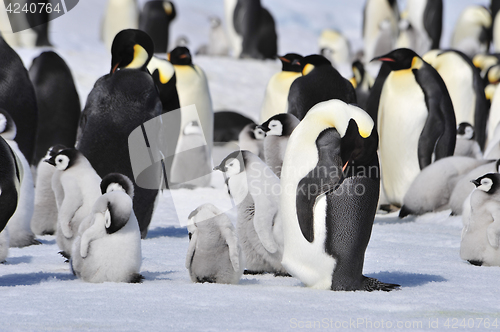 Image of Emperor Penguins with chick