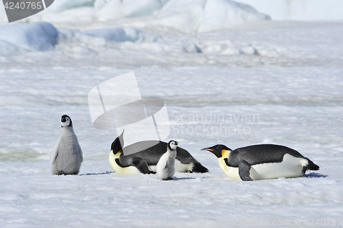 Image of Emperor Penguins with chick