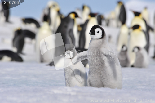 Image of Emperor Penguins with chick