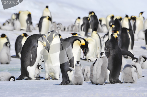 Image of Emperor Penguins with chick