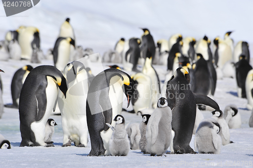 Image of Emperor Penguins with chick