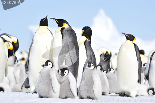 Image of Emperor Penguins with chicks