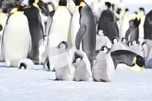 Image of Emperor Penguins with chicks