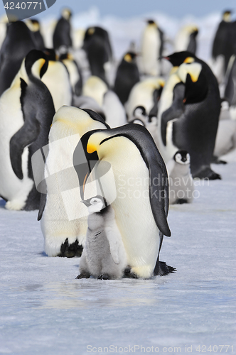 Image of Emperor Penguins with chick